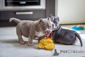 Photo №1. american bully - for sale in the city of Duisburg | 940$ | Announcement № 147448