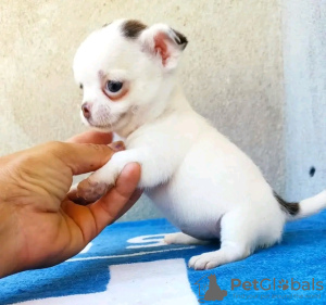 Photo №3. Toilet trained chihuahua. Spain