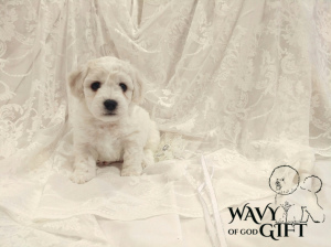 Additional photos: Bichon Frize puppies