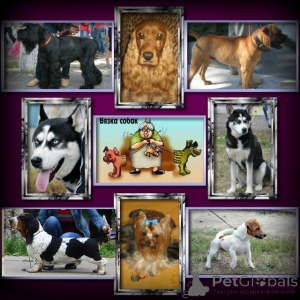 Photo №3. We invite the dog breeding club in Ukraine