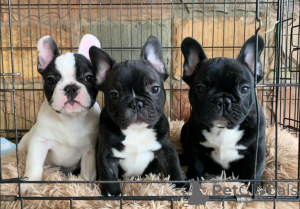 Photo №1. french bulldog - for sale in the city of Krakow | 350$ | Announcement № 114821