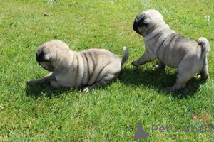 Photo №2 to announcement № 137917 for the sale of  - buy in Germany 