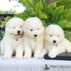 Photo №1. samoyed dog - for sale in the city of Gelsenkirchen | Is free | Announcement № 83081