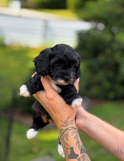 Photo №2 to announcement № 154268 for the sale of cavalier king charles spaniel - buy in United States breeder