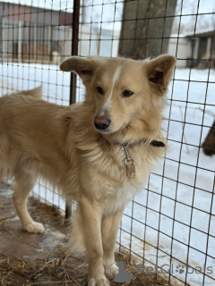 Photo №3. In search of a loving person, the dog Potap.. Russian Federation