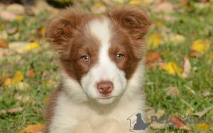 Photo №3. Border Collie-puppy's te koop. Netherlands