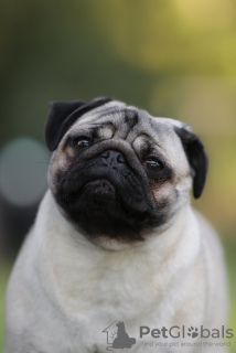 Photo №4. I will sell pug in the city of Belgrade.  - price - negotiated