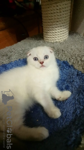 Photo №1. scottish fold - for sale in the city of Sochi | 257$ | Announcement № 7894