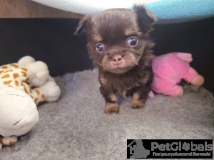 Photo №3. Schokoladen-Tri-Langhaar-Chihuahua. Germany