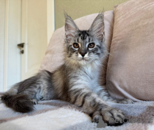 Photo №1. maine coon - for sale in the city of Como | negotiated | Announcement № 155697