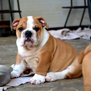 Additional photos: English bulldog, top breed