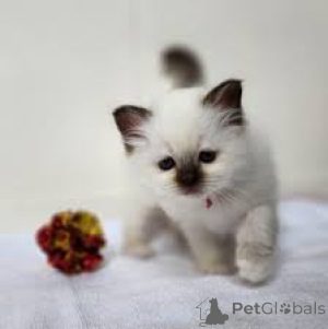 Photo №4. I will sell birman in the city of Antwerp. private announcement, breeder - price - 516$