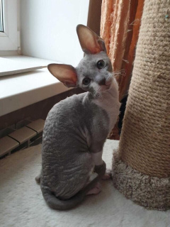 Photo №1. cornish rex - for sale in the city of Moscow | 500$ | Announcement № 1315