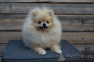 Photo №2 to announcement № 111371 for the sale of pomeranian - buy in Serbia 