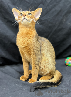 Photo №2 to announcement № 127674 for the sale of abyssinian cat - buy in Belgium private announcement, breeder