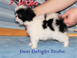 Photo №2 to announcement № 5099 for the sale of japanese chin - buy in Russian Federation breeder