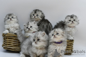 Photo №1. scottish fold - for sale in the city of Yekaterinburg | 3$ | Announcement № 10024
