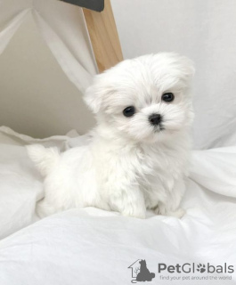 Photo №1. maltese dog - for sale in the city of Vernier | 371$ | Announcement № 107520