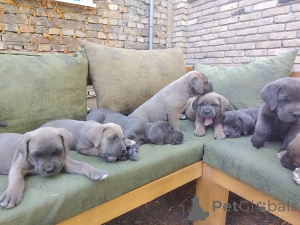 Photo №2 to announcement № 149315 for the sale of cane corso - buy in Serbia breeder