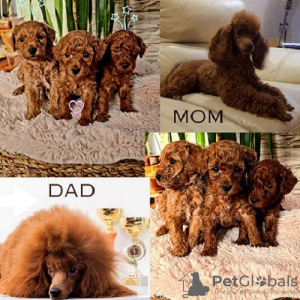 Photo №1. poodle (royal) - for sale in the city of Панчево | negotiated | Announcement № 94204