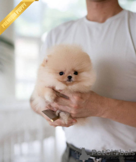 Photo №1. pomeranian - for sale in the city of Munich | 3064$ | Announcement № 75188