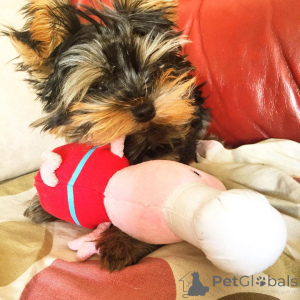 Photo №2 to announcement № 163243 for the sale of  - buy in United Kingdom 