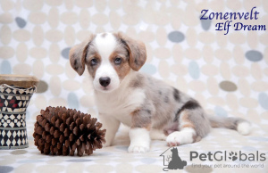 Photo №3. Welsh Corgi Cardigan puppies. Russian Federation