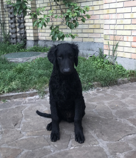 Photo №1. curly-coated retriever - for sale in the city of Kiev | negotiated | Announcement № 3011