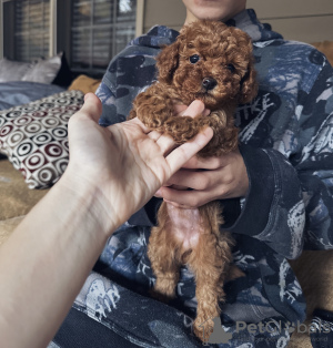 Photo №4. I will sell poodle (toy) in the city of Буфорд. breeder - price - 990$