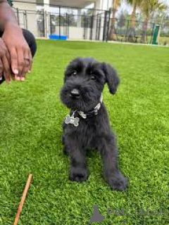 Photo №3. schnauzer puppies for sale. Germany