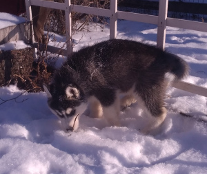 Photo №4. I will sell siberian husky in the city of Ryazan. private announcement - price - Negotiated