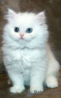 Photo №1. persian cat - for sale in the city of Dace | negotiated | Announcement № 55149
