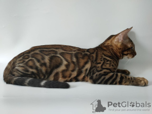 Photo №2 to announcement № 12092 for the sale of bengal cat - buy in Ukraine from nursery