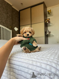 Photo №4. I will sell  in the city of Vilnius. private announcement, breeder - price - 877$