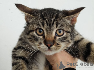 Photo №2 to announcement № 159964 for the sale of  - buy in Russian Federation private announcement