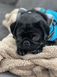 Photo №3. Lindos cachorros Pug para venda. Portugal