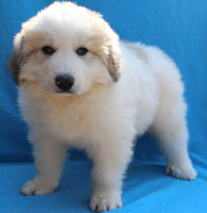 Photo №4. I will sell great pyrenees in the city of Belgorod. from nursery - price - negotiated