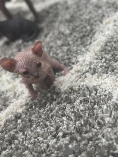 Photo №1. turkish angora - for sale in the city of Cottbus | 329$ | Announcement № 150511