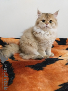 Photo №3. Purebred kittens from the cattery. We are looking for new moms and dads.. Turkey