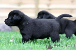 Photo №1. labrador retriever - for sale in the city of Ontario | Is free | Announcement № 124106