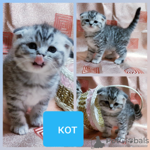 Photo №1. scottish fold - for sale in the city of Minsk | negotiated | Announcement № 43879