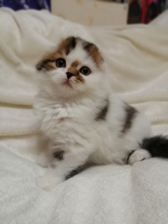 Photo №1. scottish fold - for sale in the city of Монино | 1145$ | Announcement № 5493