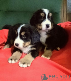 Additional photos: Bernese Mountain Dog