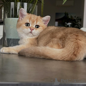 Photo №4. I will sell chinchilla cat in the city of Berlin. breeder - price - negotiated