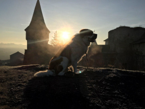 Additional photos: Garni male breed saint bernard (v'yazka, female)