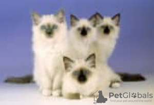 Photo №1. birman - for sale in the city of Berlin | Is free | Announcement № 126791