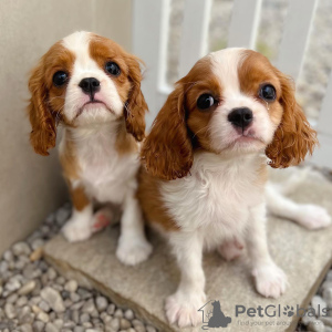 Photo №2 to announcement № 69130 for the sale of cavalier king charles spaniel - buy in Finland 