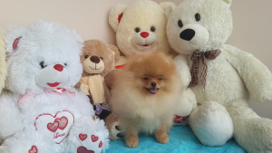Photo №1. pomeranian - for sale in the city of Tver | 455$ | Announcement № 2428