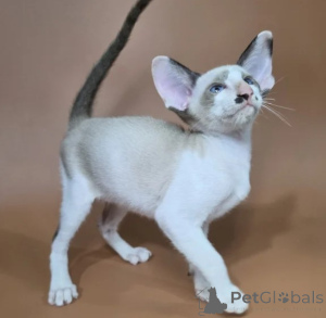 Photo №1. siamese cat - for sale in the city of Barsel | 361$ | Announcement № 177748