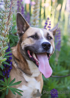 Photo №2 to announcement № 22503 for the sale of non-pedigree dogs - buy in Russian Federation private announcement